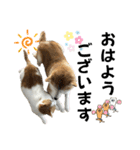 柴犬と猫と時々トイプとダックス6（個別スタンプ：7）