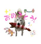 柴犬と猫と時々トイプとダックス6（個別スタンプ：8）