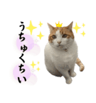 柴犬と猫と時々トイプとダックス6（個別スタンプ：9）