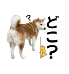 柴犬と猫と時々トイプとダックス6（個別スタンプ：11）