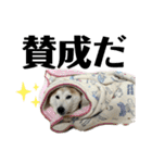 柴犬と猫と時々トイプとダックス6（個別スタンプ：12）