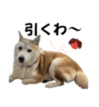 柴犬と猫と時々トイプとダックス6（個別スタンプ：13）