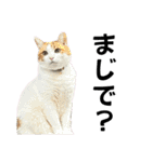 柴犬と猫と時々トイプとダックス6（個別スタンプ：14）