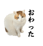 柴犬と猫と時々トイプとダックス6（個別スタンプ：15）