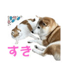柴犬と猫と時々トイプとダックス6（個別スタンプ：16）