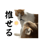 柴犬と猫と時々トイプとダックス6（個別スタンプ：17）