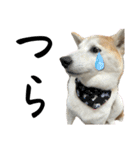 柴犬と猫と時々トイプとダックス6（個別スタンプ：19）