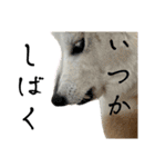 柴犬と猫と時々トイプとダックス6（個別スタンプ：20）