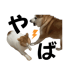 柴犬と猫と時々トイプとダックス6（個別スタンプ：21）