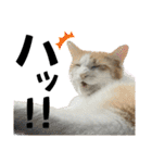 柴犬と猫と時々トイプとダックス6（個別スタンプ：22）