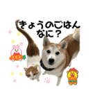 柴犬と猫と時々トイプとダックス6（個別スタンプ：23）