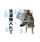 柴犬と猫と時々トイプとダックス6（個別スタンプ：24）