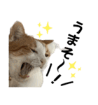 柴犬と猫と時々トイプとダックス6（個別スタンプ：25）