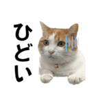 柴犬と猫と時々トイプとダックス6（個別スタンプ：26）