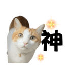 柴犬と猫と時々トイプとダックス6（個別スタンプ：27）