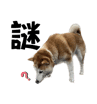 柴犬と猫と時々トイプとダックス6（個別スタンプ：28）