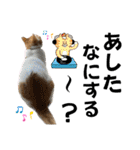 柴犬と猫と時々トイプとダックス6（個別スタンプ：29）