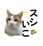 柴犬と猫と時々トイプとダックス6（個別スタンプ：30）