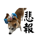 柴犬と猫と時々トイプとダックス6（個別スタンプ：31）