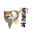 柴犬と猫と時々トイプとダックス6（個別スタンプ：32）