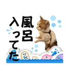 柴犬と猫と時々トイプとダックス6（個別スタンプ：33）