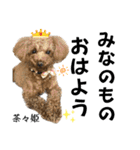 柴犬と猫と時々トイプとダックス6（個別スタンプ：35）