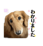 柴犬と猫と時々トイプとダックス6（個別スタンプ：36）