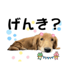 柴犬と猫と時々トイプとダックス6（個別スタンプ：37）