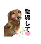柴犬と猫と時々トイプとダックス6（個別スタンプ：38）
