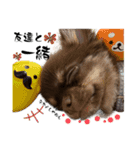 チョコタンチワワ。。②（個別スタンプ：9）