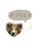 フィンチスタンプ（個別スタンプ：6）