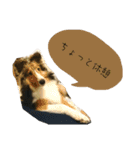 フィンチスタンプ（個別スタンプ：7）