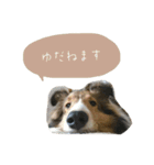 フィンチスタンプ（個別スタンプ：8）