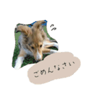 フィンチスタンプ（個別スタンプ：9）