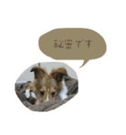 フィンチスタンプ（個別スタンプ：12）