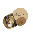 フィンチスタンプ（個別スタンプ：13）