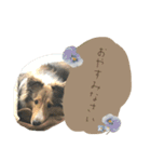 フィンチスタンプ（個別スタンプ：15）