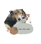 フィンチスタンプ（個別スタンプ：21）