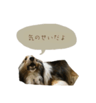 フィンチスタンプ（個別スタンプ：23）