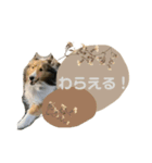 フィンチスタンプ（個別スタンプ：24）