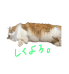 らんまるスタンプ参（個別スタンプ：5）