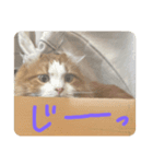 らんまるスタンプ参（個別スタンプ：8）