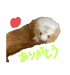 らんまるスタンプ参（個別スタンプ：11）