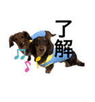 カニンヘン兄弟（個別スタンプ：3）
