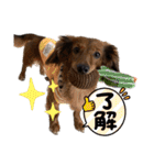 カニンヘン兄弟（個別スタンプ：4）