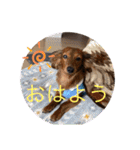 カニンヘン兄弟（個別スタンプ：10）