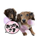 カニンヘン兄弟（個別スタンプ：15）