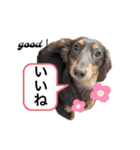 カニンヘン兄弟（個別スタンプ：17）