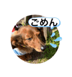 カニンヘン兄弟（個別スタンプ：25）