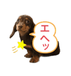 カニンヘン兄弟（個別スタンプ：26）